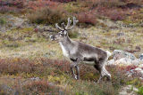 young caribou bull