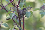 vesper sparrow