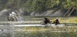 motherly advice to grizzly bear cub