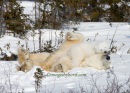 #6713 two sleepy bears