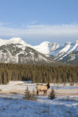 elk in Banff National Park