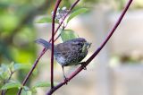 vesper sparrow