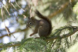 red squirrel