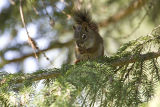 red squirrel