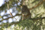 red squirrel