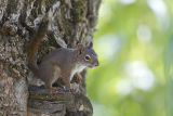 red squirrel