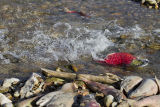 male sockeye salmon on the run