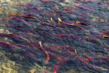 pool of salmon