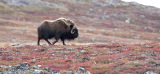muskox bull on the move