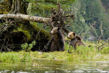 mother & daughter grizzly bears