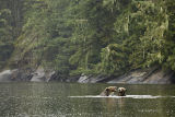 mother grizzly bear lecture