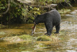 black bear with a salmon