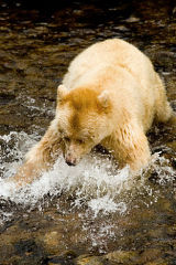 kermode bear fishing for salmon