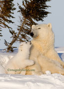 #6718 bear admiration