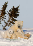 #6720 three alert bears
