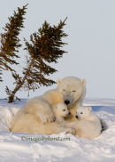 #6722 cozy bear trio