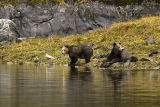 grizzly bears & friends