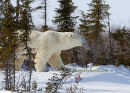#6723 bear on the move