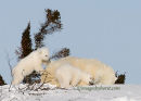 #6726 active cubs