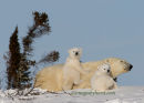 #6732 mama & her twins