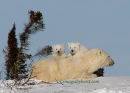 #6734 mama & her cautious twins
