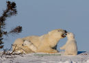 #6736 mama & cubs