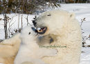 #7992 a bear story