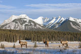 elk in Banff National Park