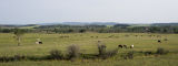 cattle panoramic