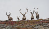 a lot of bull - caribou
