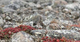 alert ptarmigan