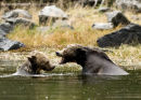 #6600 attitude bears - 1