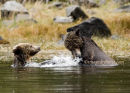 #6601 attitude bears - 2