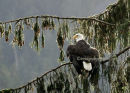 # 3697 - bald eagle - in drying mode