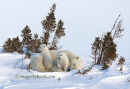 #8875 bear awakening