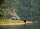 # 3113 - grizzly bear family & gulls