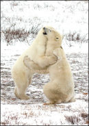 #6590 bear hugs