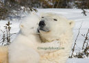 #7996 bear love