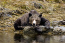 #3092 bear wisdom