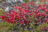 bear berry & crowberry