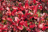 bear berry in fall