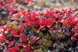 bear berry in fall