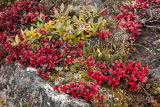 bear berry, willow tree & heather