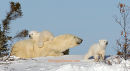 #8877 polar bears & birch tree