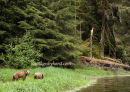 #8881 grizzly bears & broken trees