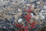 birch & lichens