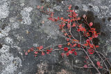 tundra birch bouquet