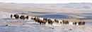 #1622 bison - on the move
