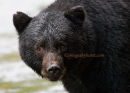 #2860 black bear portrait