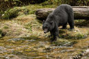#2994 black bear - searching